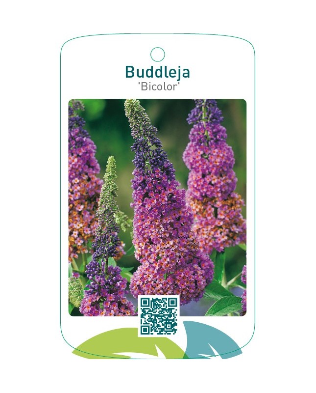 Buddleja ‘Bicolor’ Flower Power ® beschermd