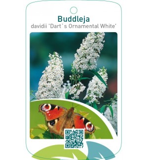 Buddleja davidii ‘Dart’s Ornamental White’