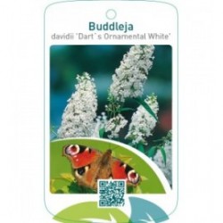 Buddleja davidii ‘Dart’s Ornamental White’