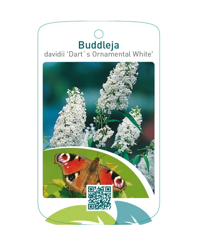 Buddleja davidii ‘Dart’s Ornamental White’