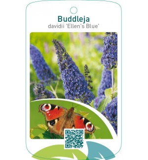 Buddleja davidii ‘Ellens Blue’