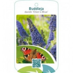 Buddleja davidii ‘Ellens Blue’