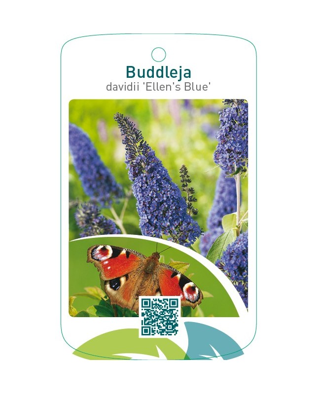 Buddleja davidii ‘Ellens Blue’