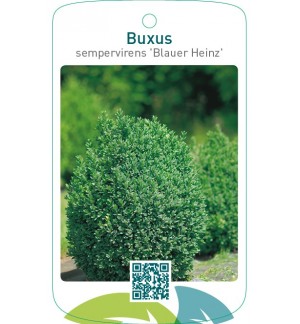 Buxus sempervirens ‘Blauer Heinz’