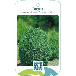 Buxus sempervirens ‘Blauer Heinz’