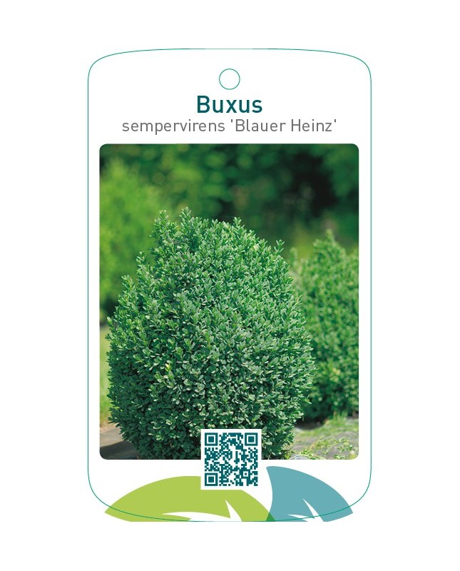 Buxus sempervirens ‘Blauer Heinz’