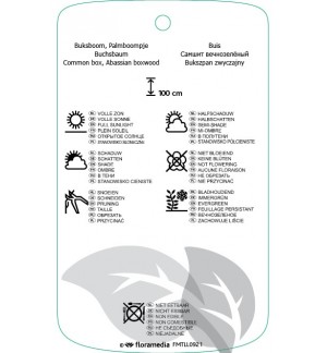 Etichette di Buxus sempervirens ‘Blauer Heinz’ *