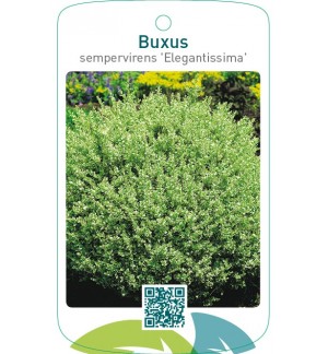 Buxus sempervirens ‘Elegantissima’