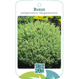 Buxus sempervirens ‘Elegantissima’