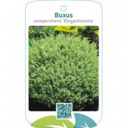 Buxus sempervirens ‘Elegantissima’