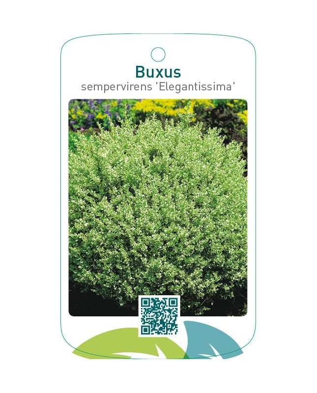 Buxus sempervirens ‘Elegantissima’