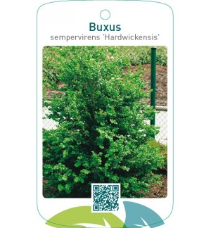 Buxus sempervirens ‘Hardwickensis’