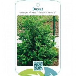 Buxus sempervirens ‘Hardwickensis’