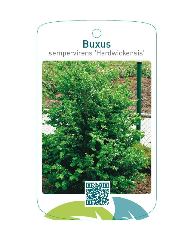 Buxus sempervirens ‘Hardwickensis’