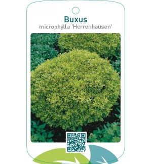 Buxus microphylla ‘Herrenhausen’
