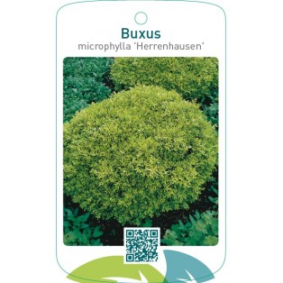 Buxus microphylla ‘Herrenhausen’