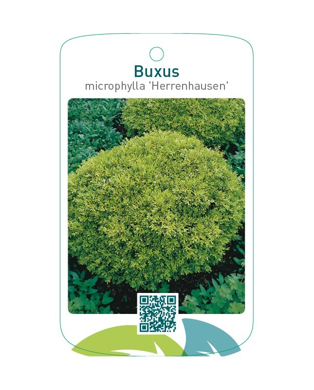 Buxus microphylla ‘Herrenhausen’