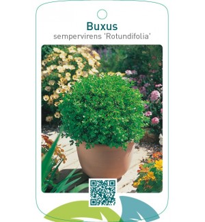 Buxus sempervirens ‘Rotundifolia’