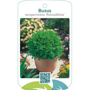Buxus sempervirens ‘Rotundifolia’