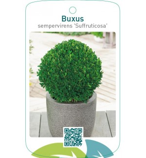 Buxus sempervirens ‘Suffruticosa’