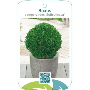 Buxus sempervirens ‘Suffruticosa’