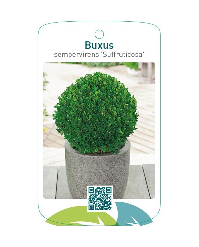 Buxus sempervirens ‘Suffruticosa’