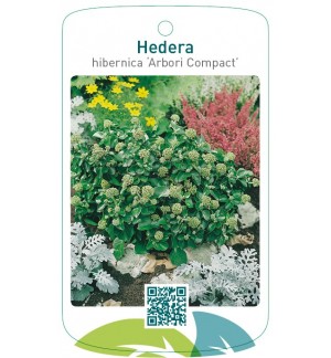Hedera hibernica ‘Arbori Compact’