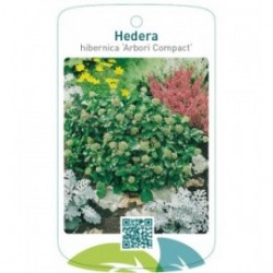 Hedera hibernica ‘Arbori Compact’