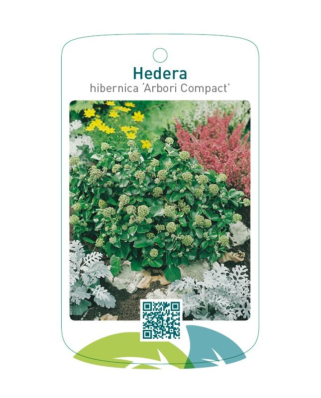 Hedera hibernica ‘Arbori Compact’