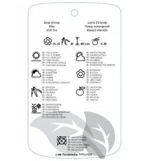 Etiquetas de Hedera hibernica ‘Arbori Compact’ *