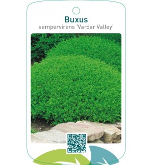 Buxus sempervirens ‘Vardar Valley’