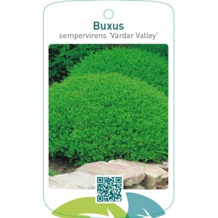 Buxus sempervirens ‘Vardar Valley’