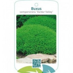 Buxus sempervirens ‘Vardar Valley’