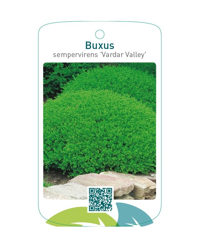 Buxus sempervirens ‘Vardar Valley’