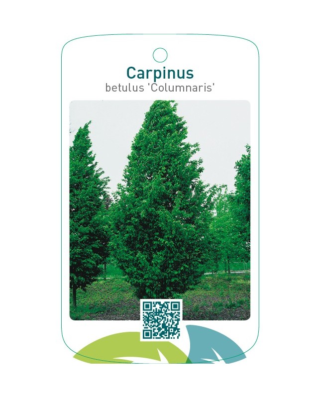 Carpinus betulus ‘Columnaris’