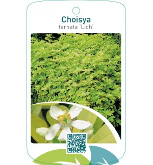 Choisya ternata ‘Lich’
