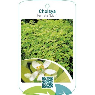 Choisya ternata ‘Lich’
