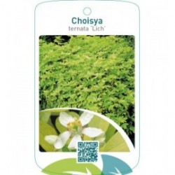 Choisya ternata ‘Lich’
