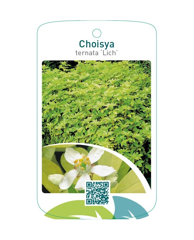 Choisya ternata ‘Lich’