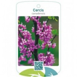 Cercis canadensis