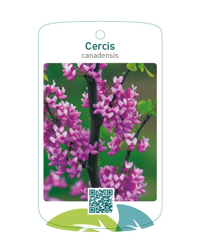 Cercis canadensis