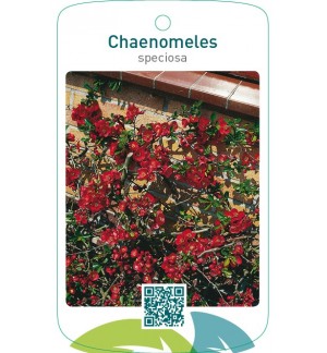 Chaenomeles speciosa