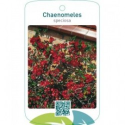 Chaenomeles speciosa