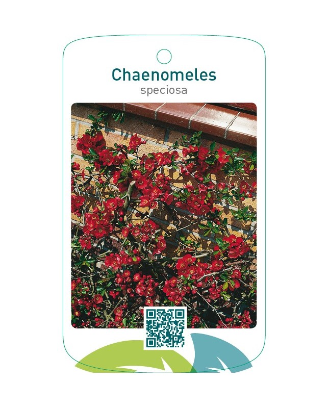 Chaenomeles speciosa