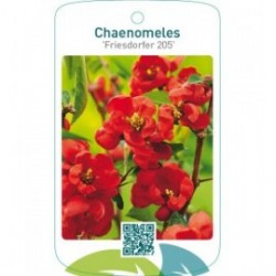 Chaenomeles ‘Friesdorfer 205’