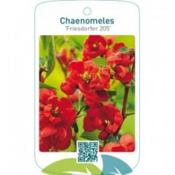 Chaenomeles ‘Friesdorfer 205’