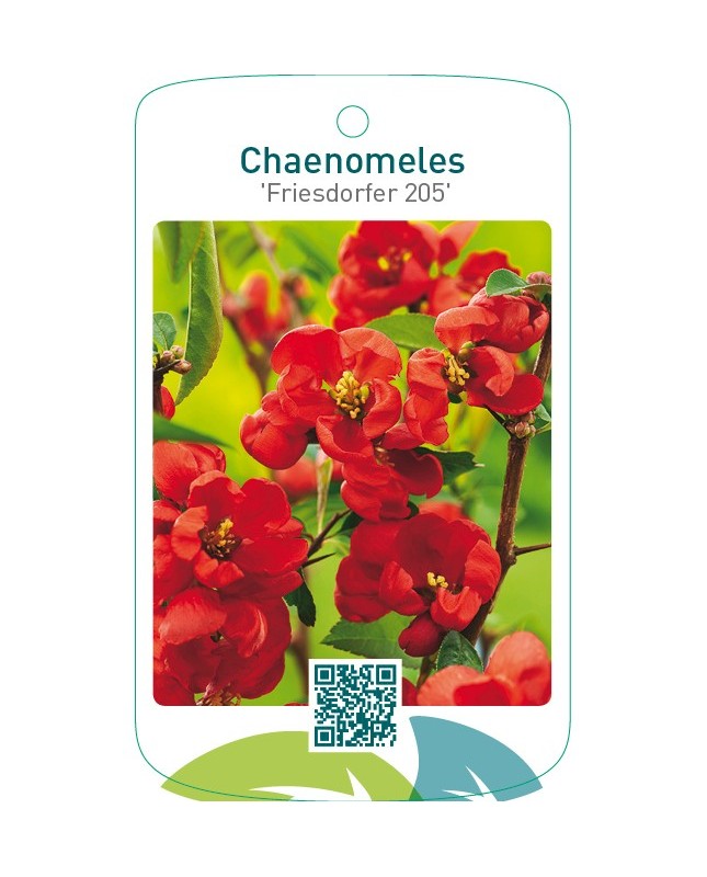 Chaenomeles ‘Friesdorfer 205’