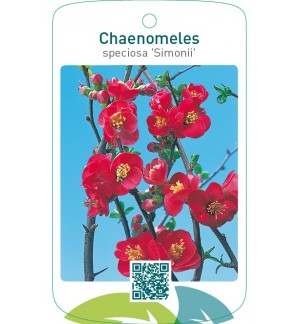 Chaenomeles speciosa ‘Simonii’