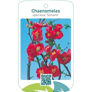 Chaenomeles speciosa ‘Simonii’