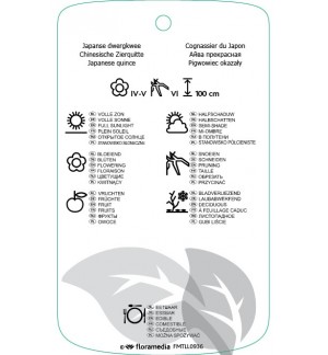 Etichette di Chaenomeles speciosa ‘Simonii’ *